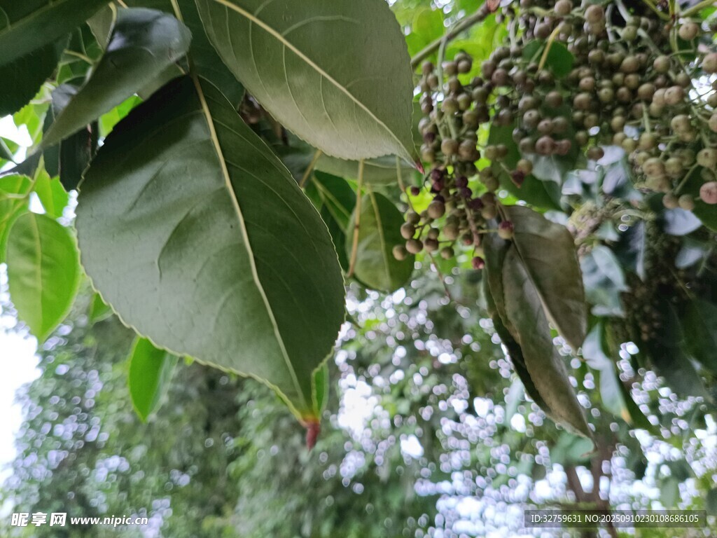 树上的奇特果实与绿叶