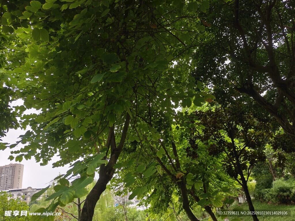 绿荫下的城市公园景致