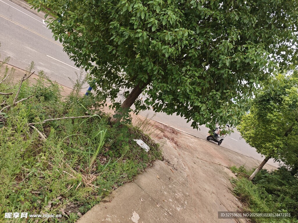 乡间小路旁的绿树与草地
