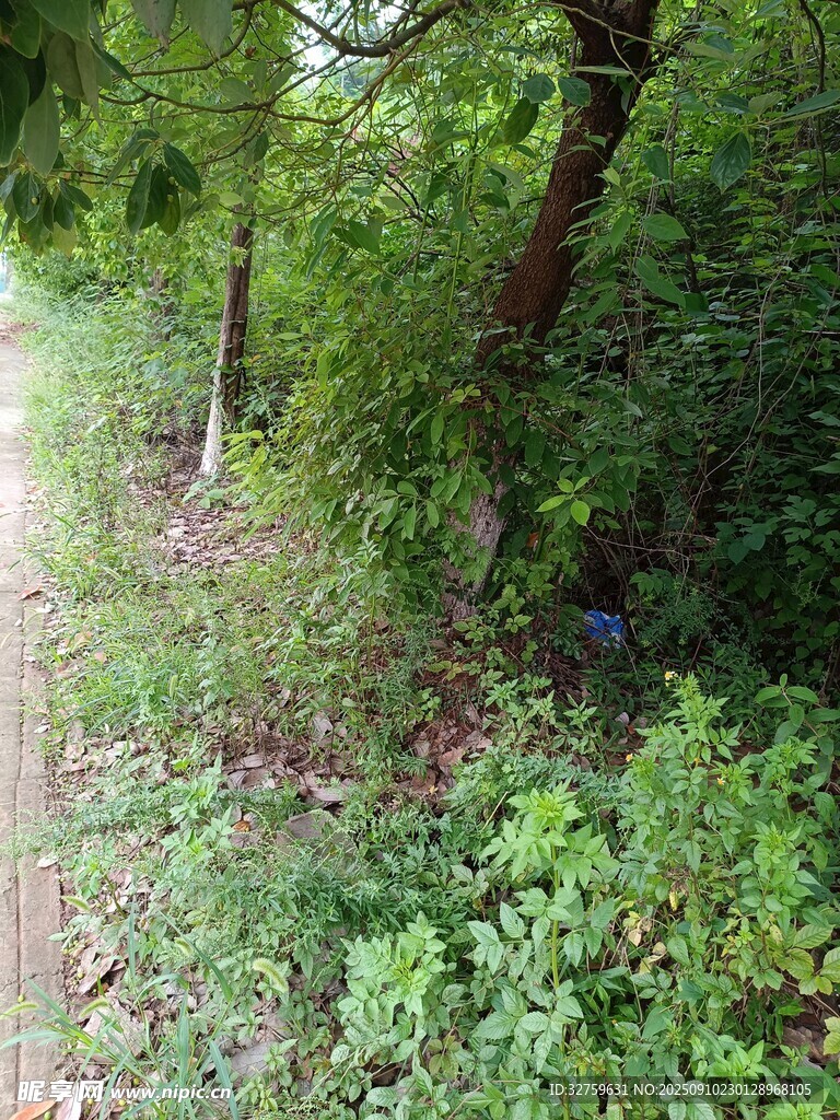 林间幽静小径