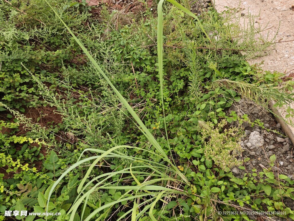 野外丛生的多样绿色植物