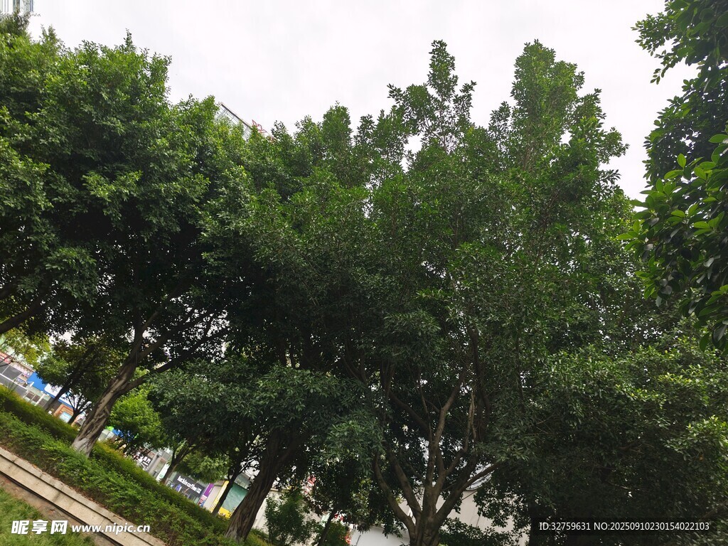 绿树成荫的户外景致