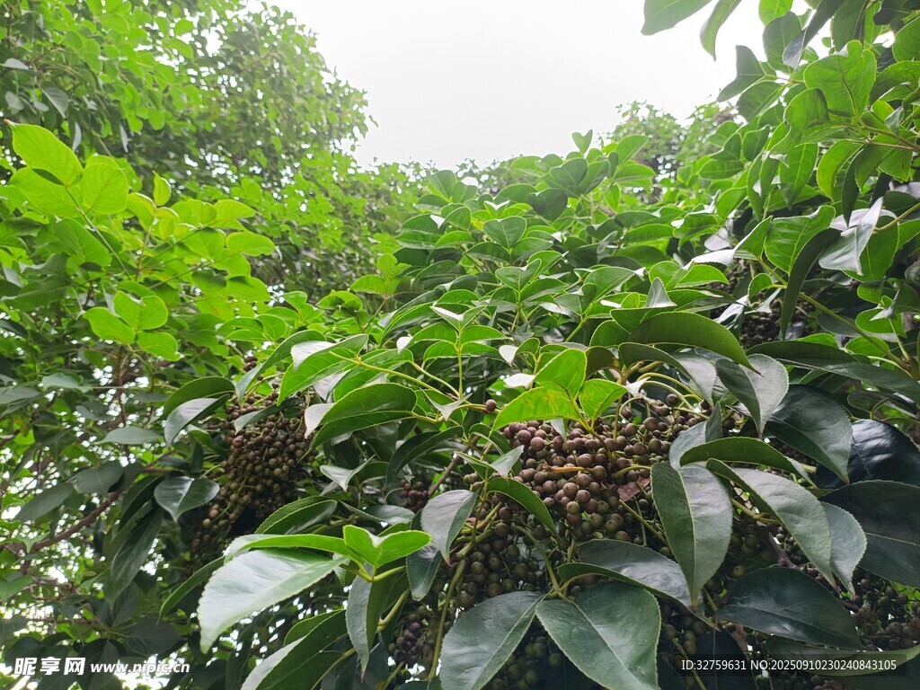 繁茂绿植中的果实景观