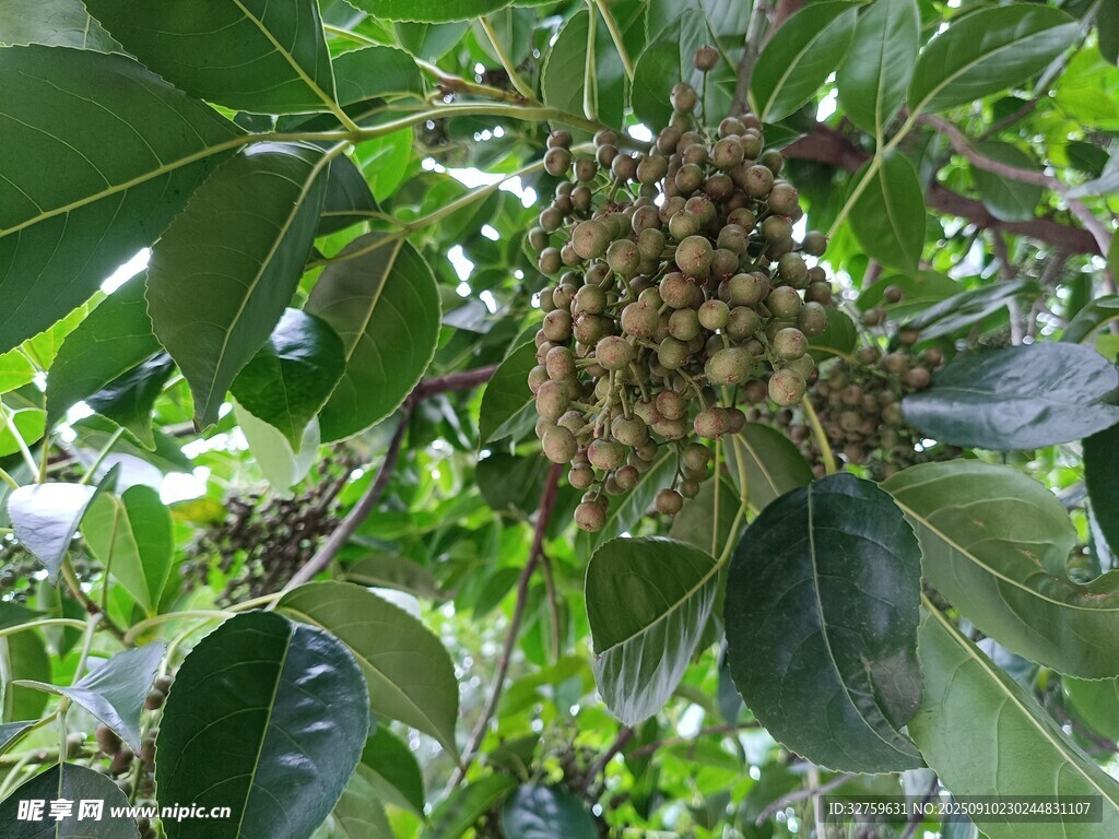 树上的果实与繁茂绿叶