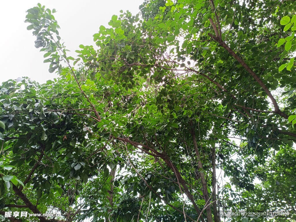繁茂绿树展现自然生机