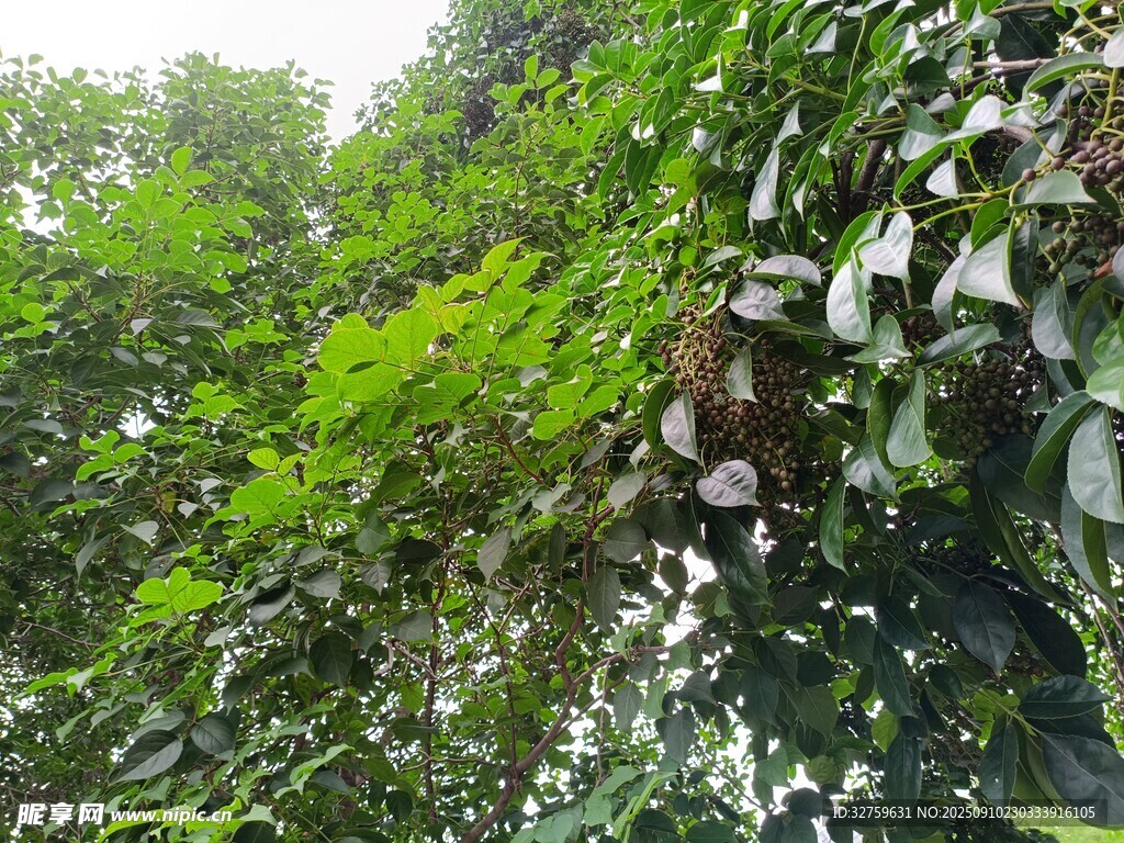 茂密丛林绿意盎然景象