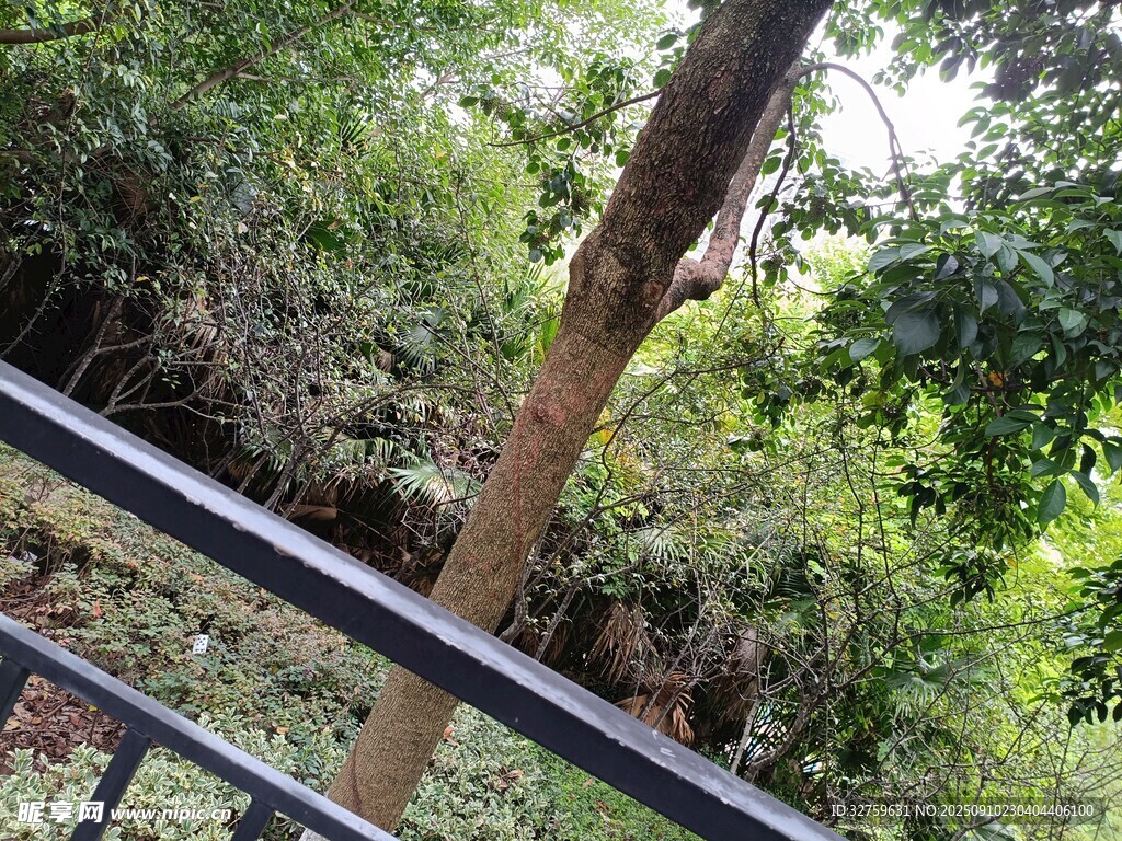 林间栏杆处的自然景致