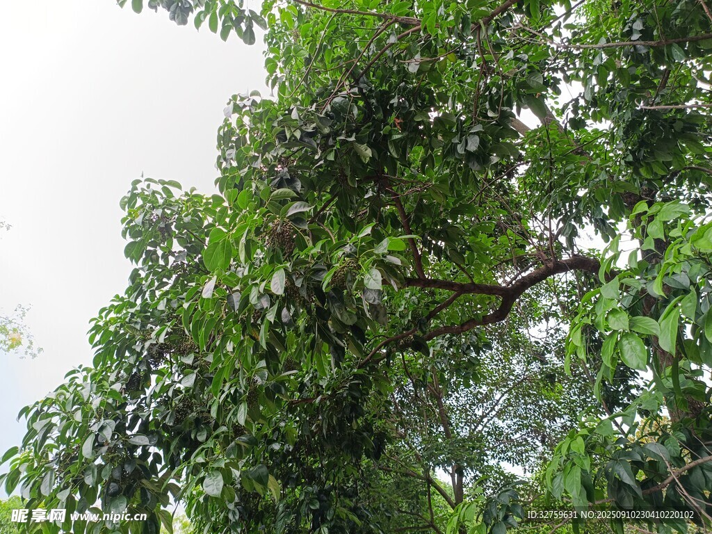 繁茂绿树 