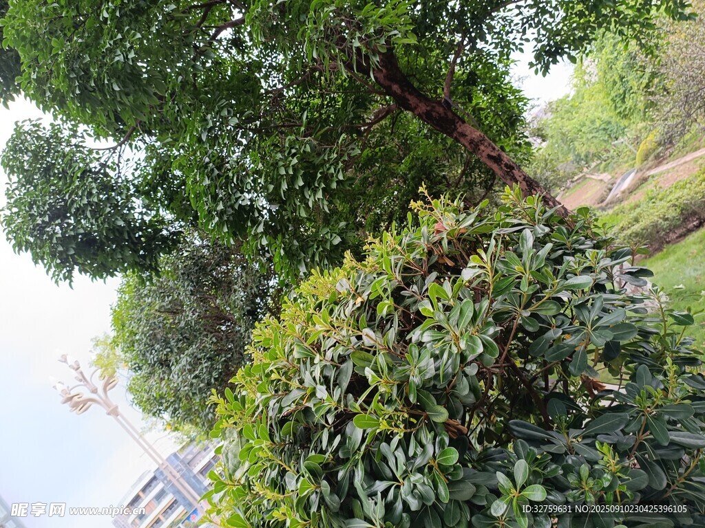 繁茂绿树 