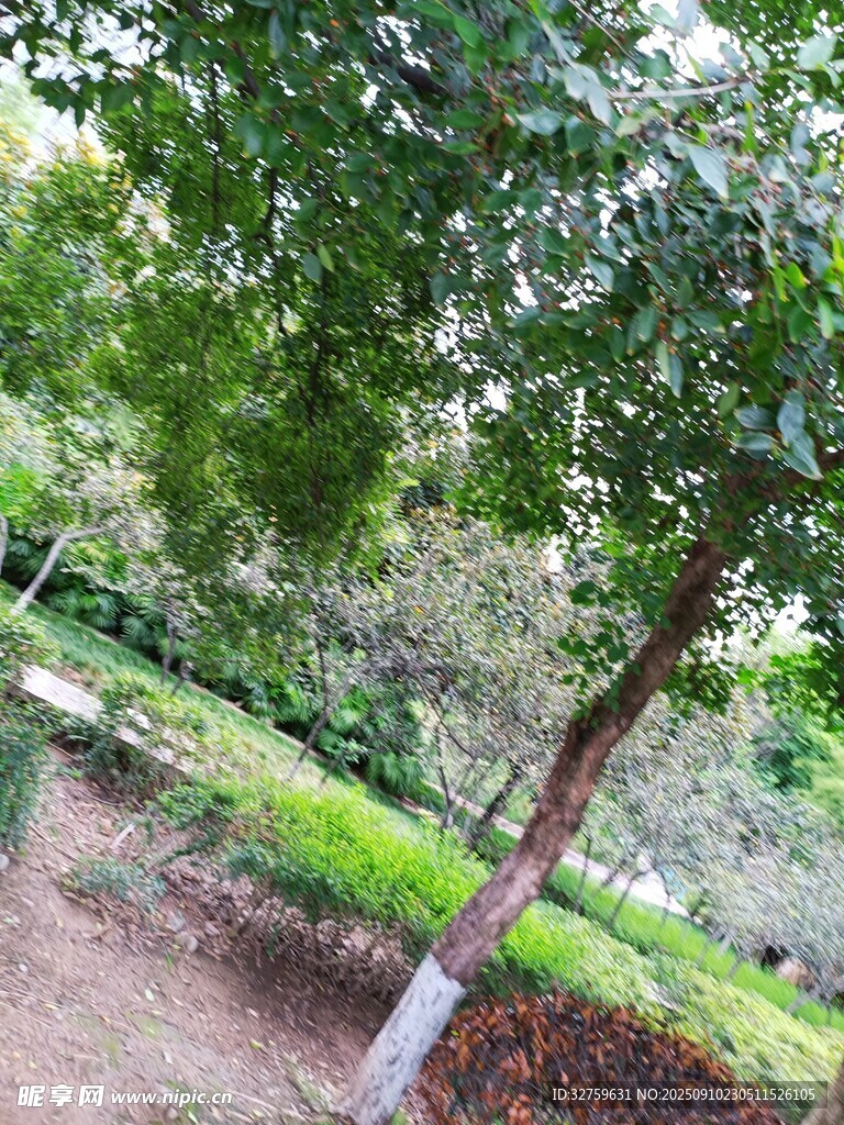 绿树成荫的林间小道
