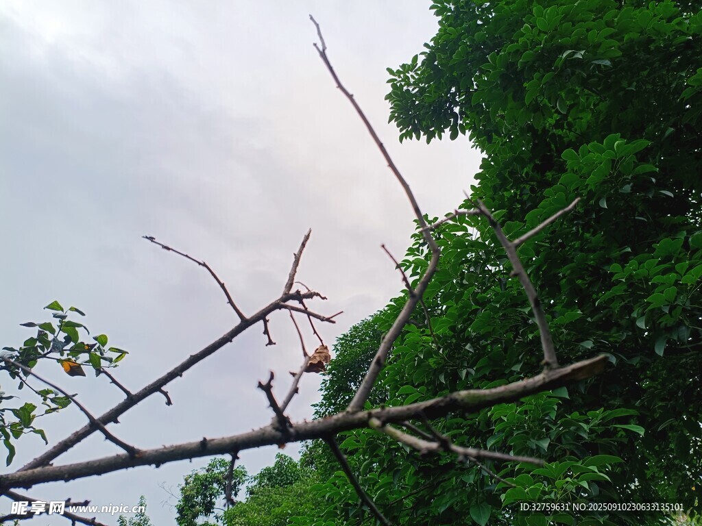 树枝间的绿意与天空
