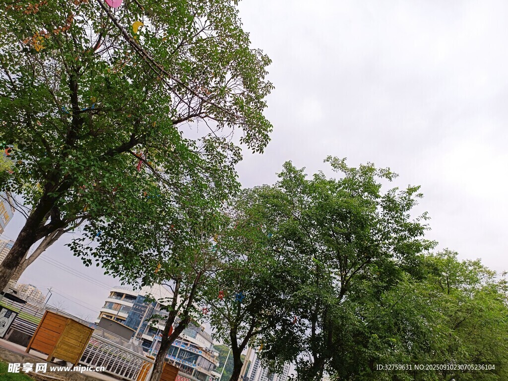 绿树成荫的户外景致