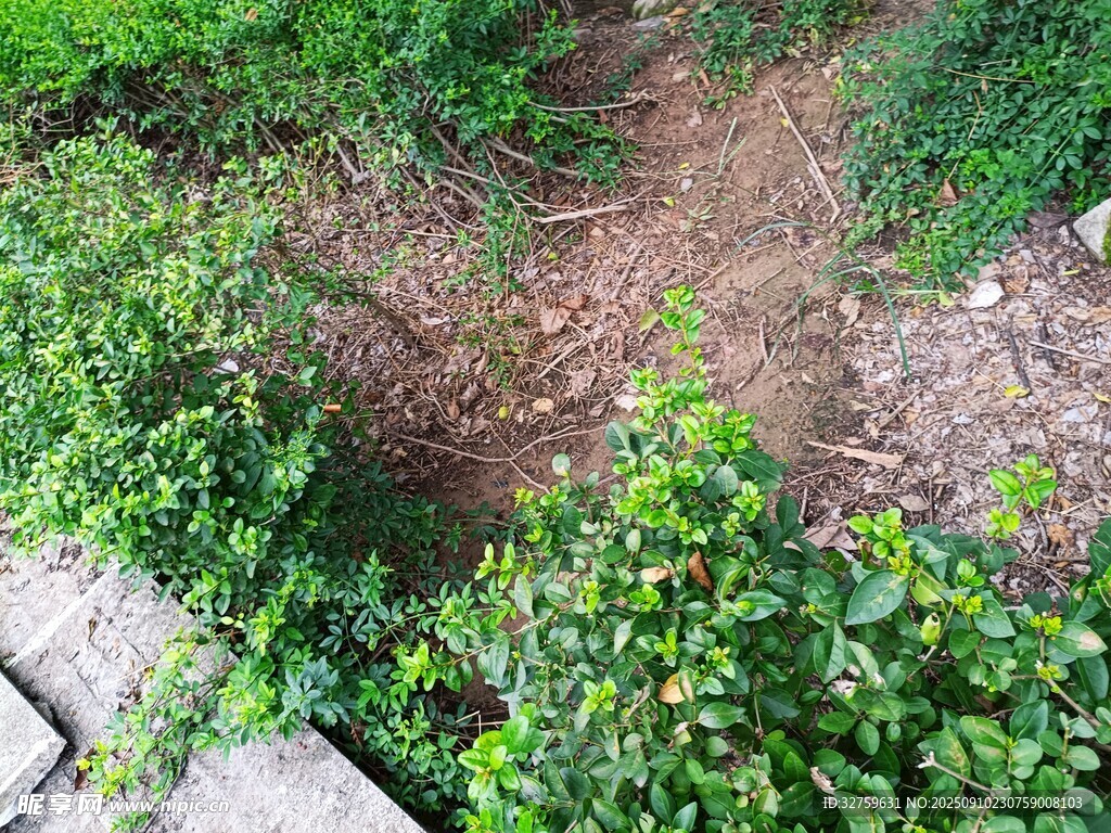 户外绿植与裸露土地场景
