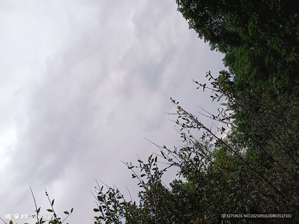 阴天树林景象