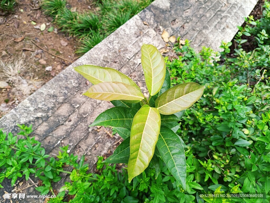 绿叶植物生机盎然