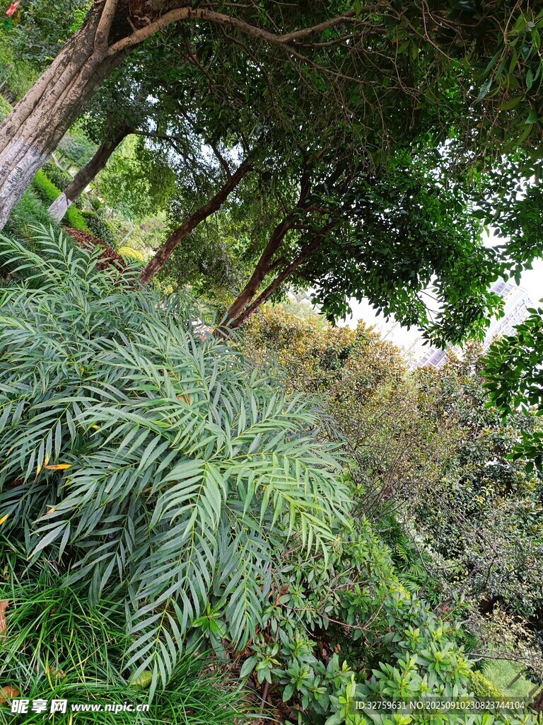 茂密丛林中的绿植景观