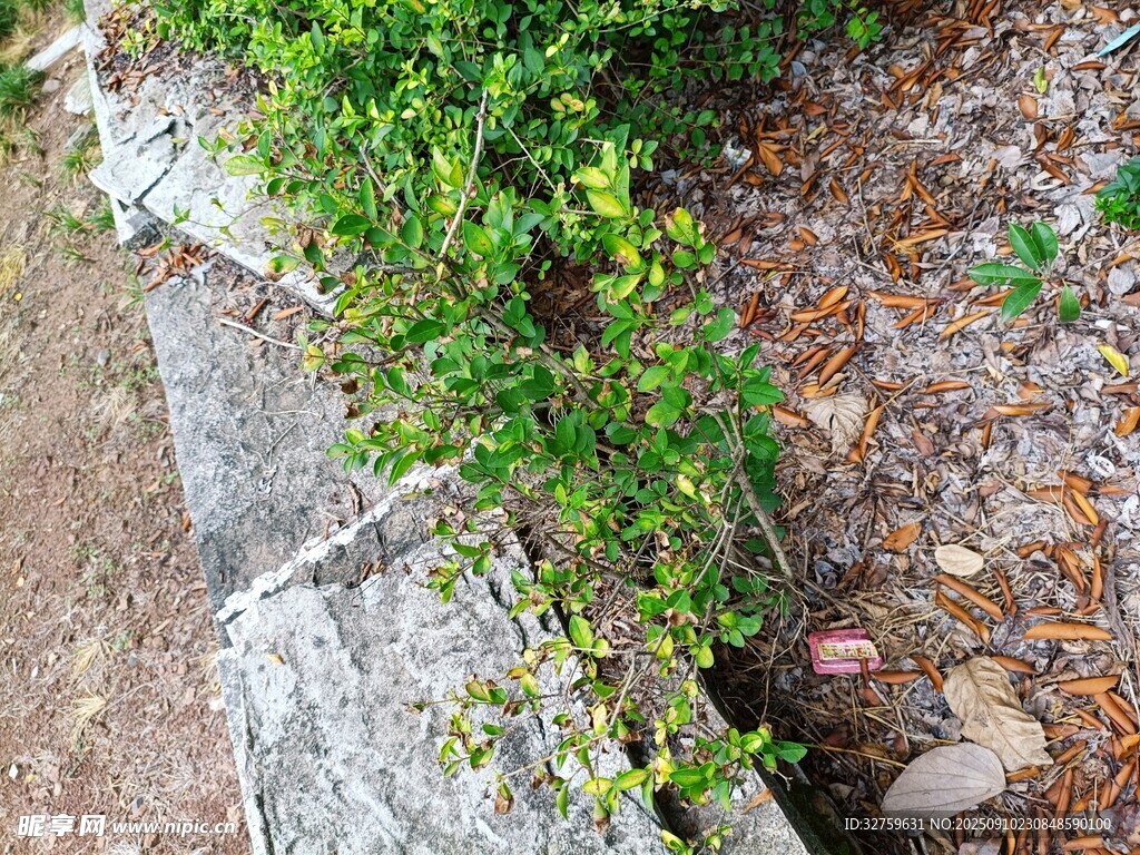 石缝间生长的翠绿植物