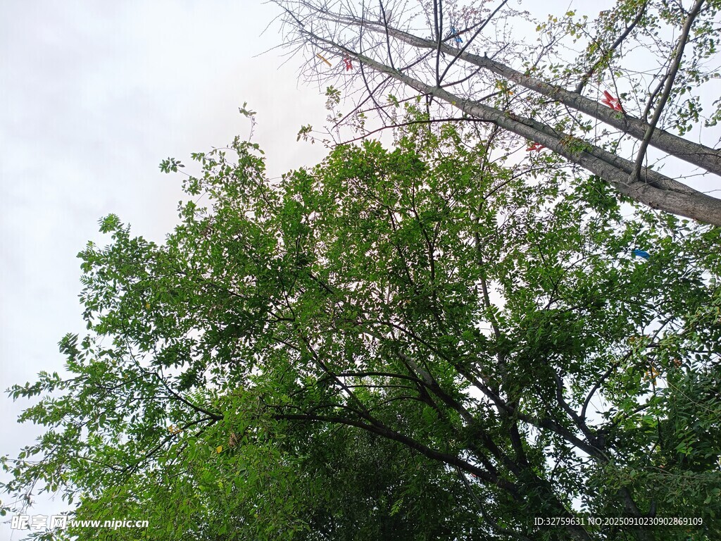 绿树与电线杆的自然景象
