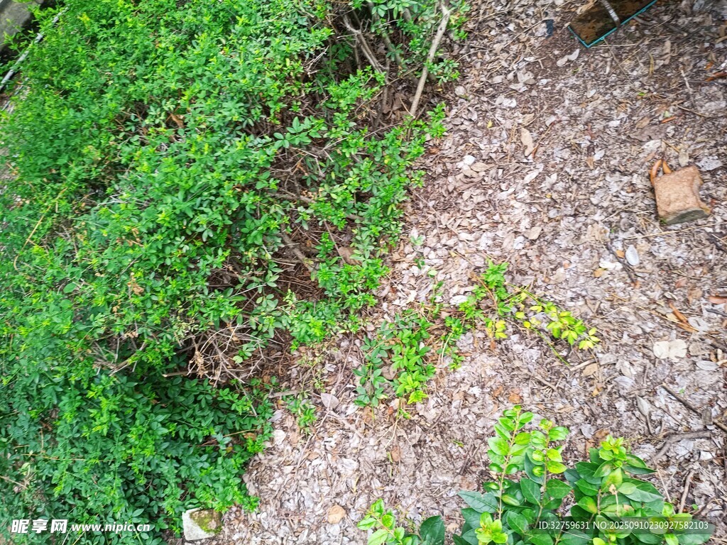 地面绿植与碎石景象