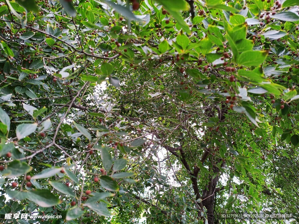 茂密枝叶间的绿意景象
