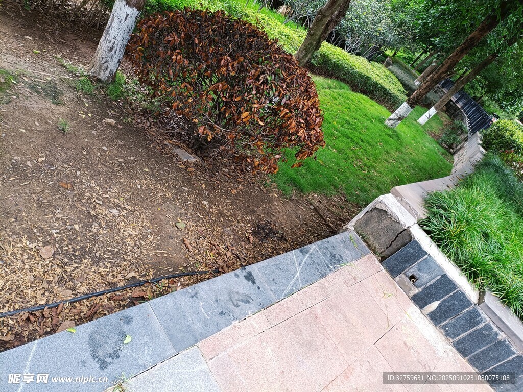 庭院小径旁的绿植景观
