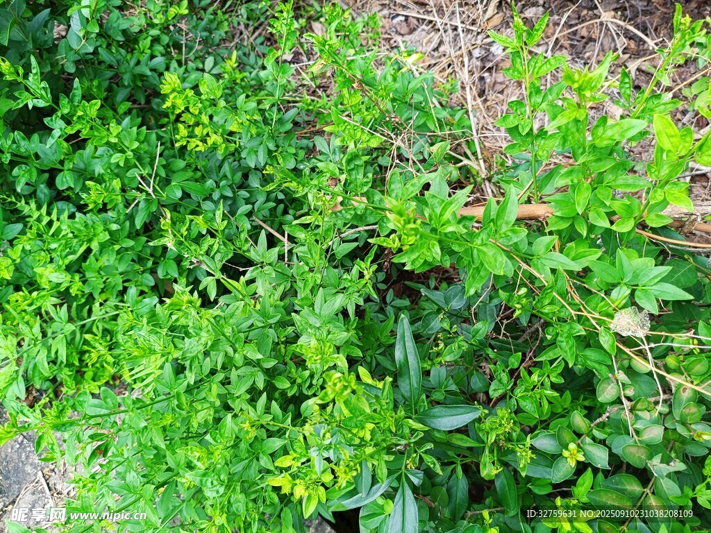 繁茂绿植景观