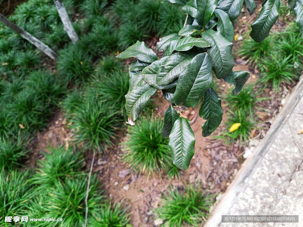 墙边绿植与繁茂枝叶景象