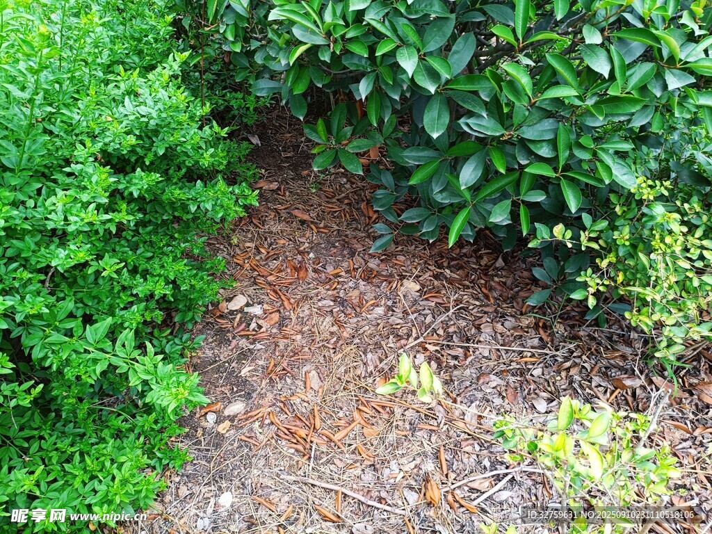 小径旁的绿植景观