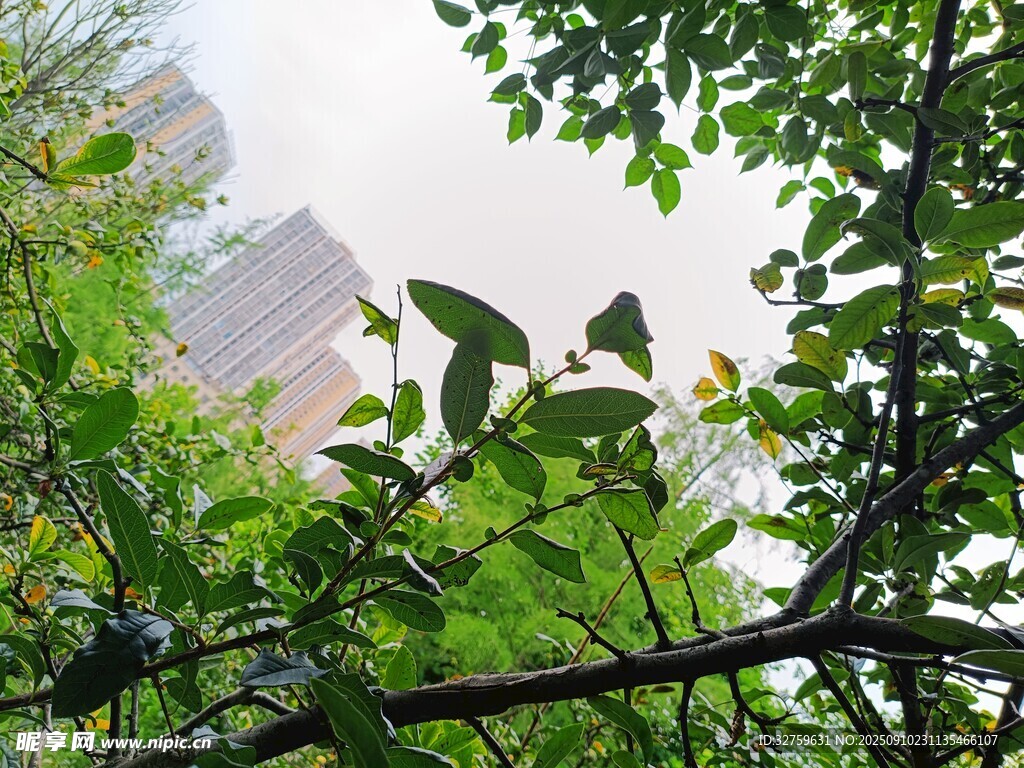 绿叶间的城市天际线