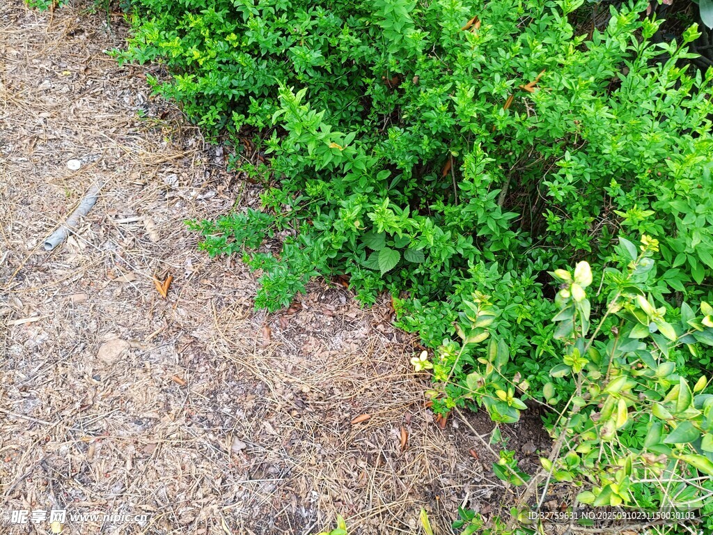 路边翠绿植物生机盎然