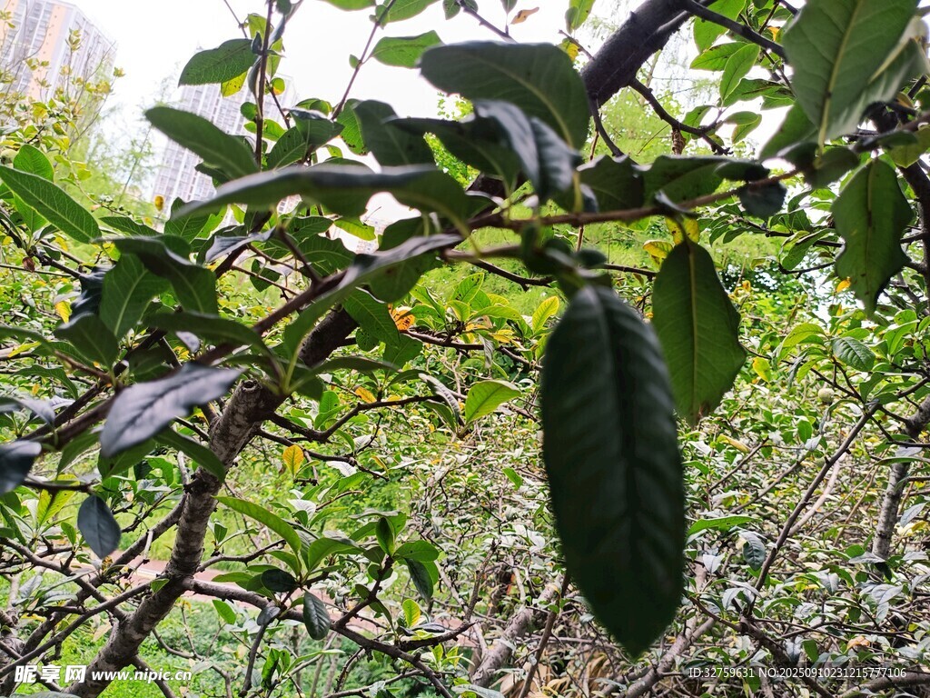 树上挂着的深绿色果实