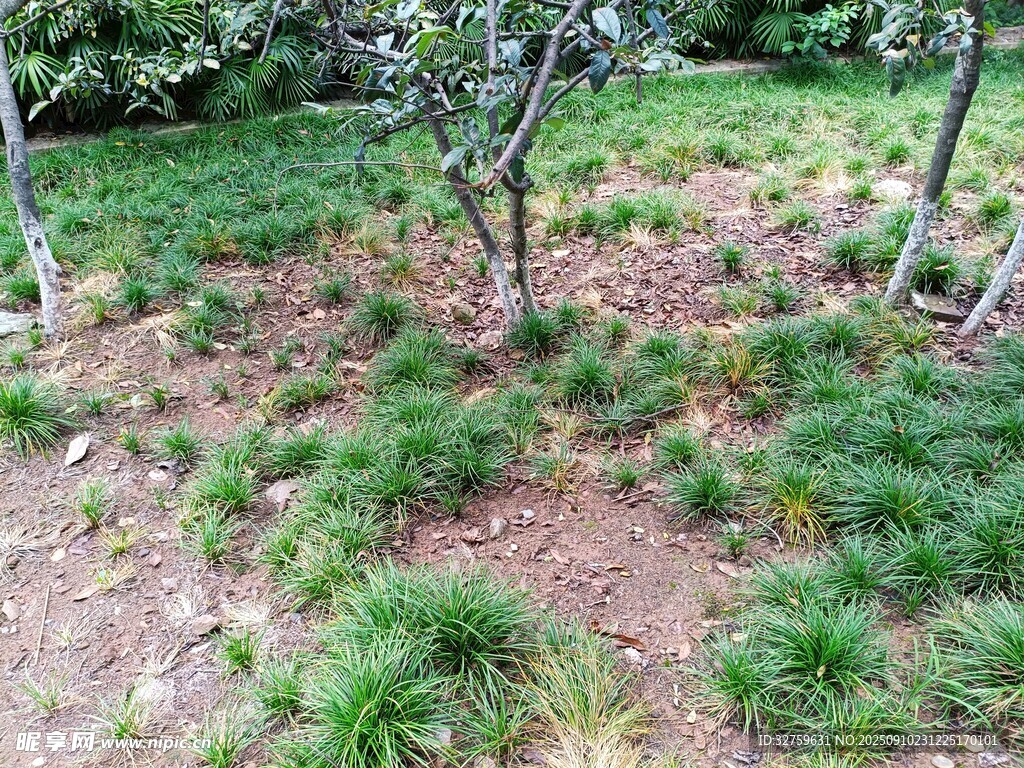 树下绿植景观