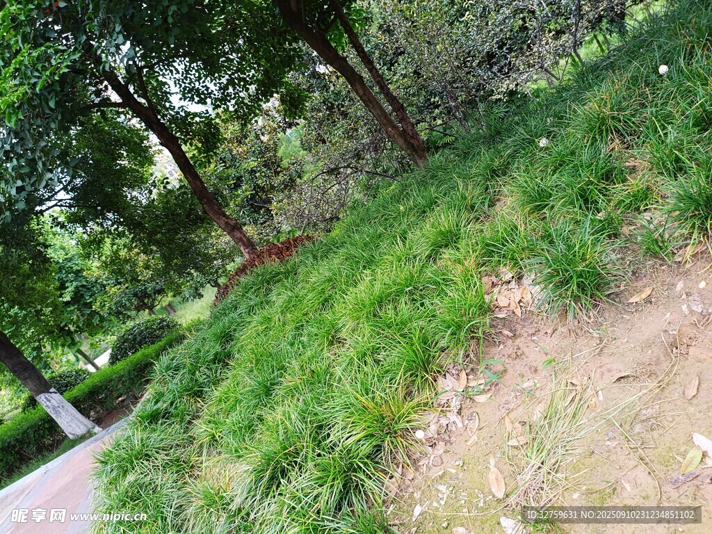路边绿意盎然的草木景观
