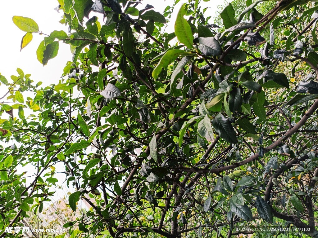 繁茂绿树 