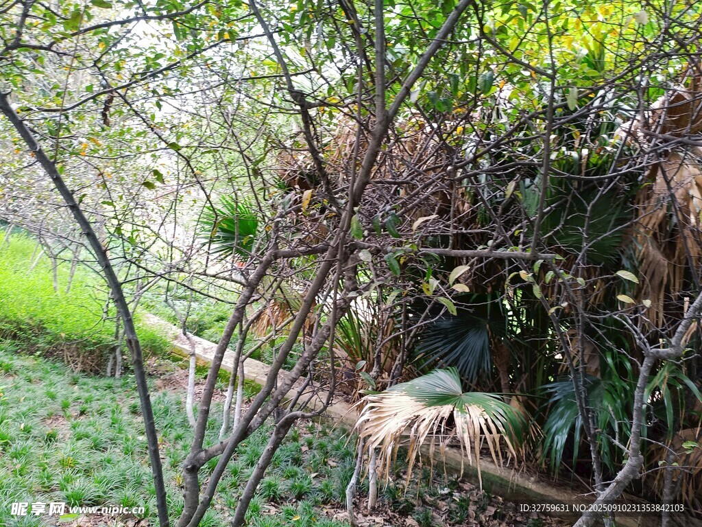 林间静谧小径