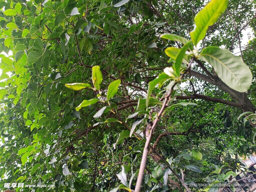 绿叶繁茂的植物枝干