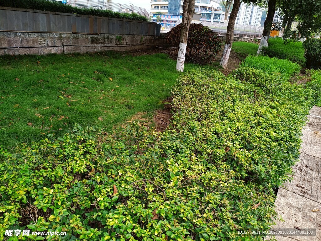 路边翠绿繁茂的植物景观
