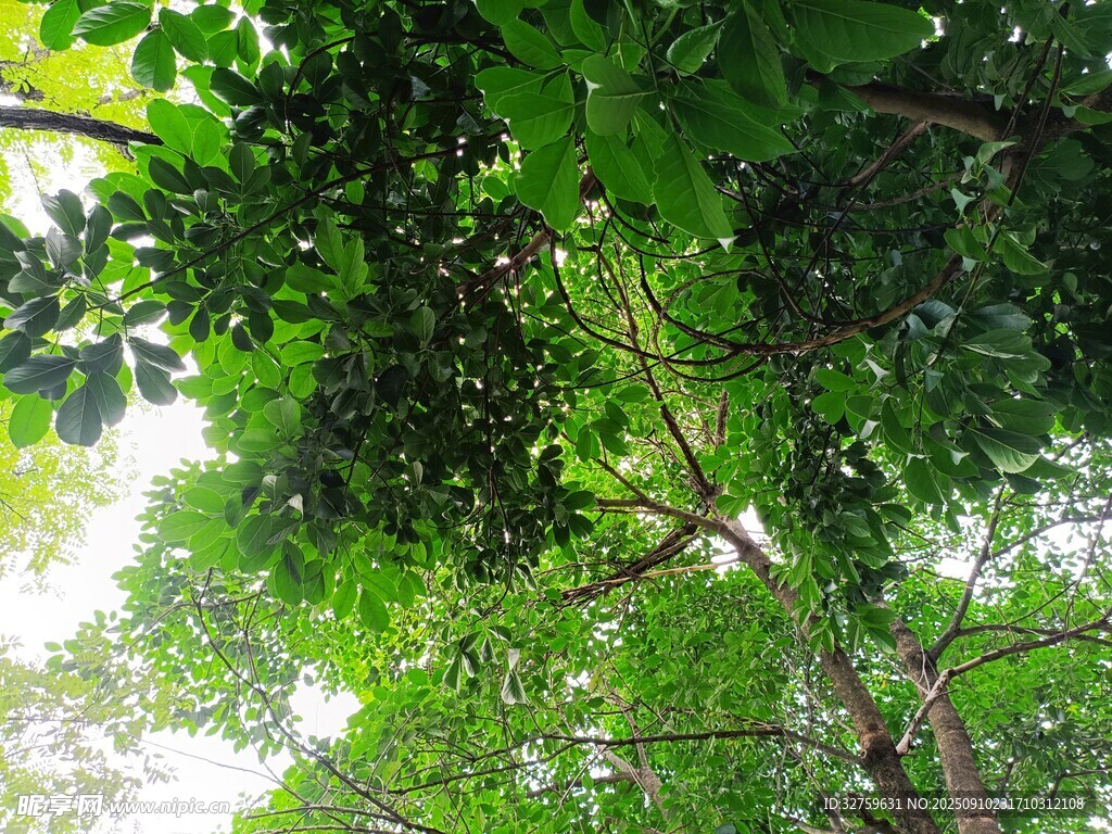 仰视茂密绿荫树冠