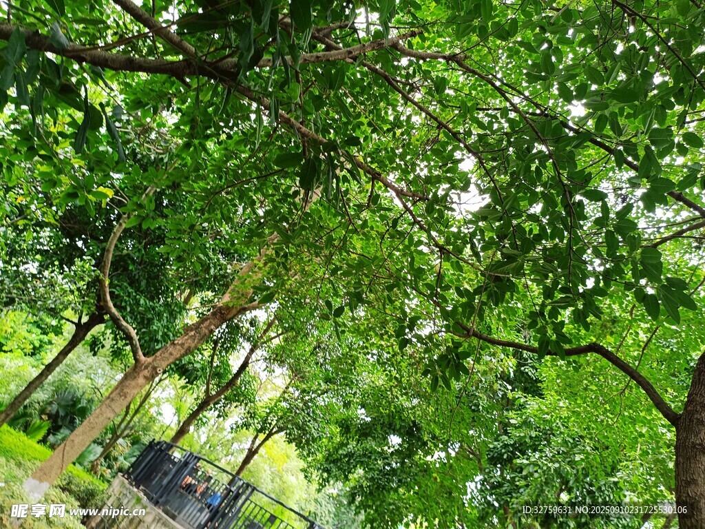 夏日繁茂绿树景观
