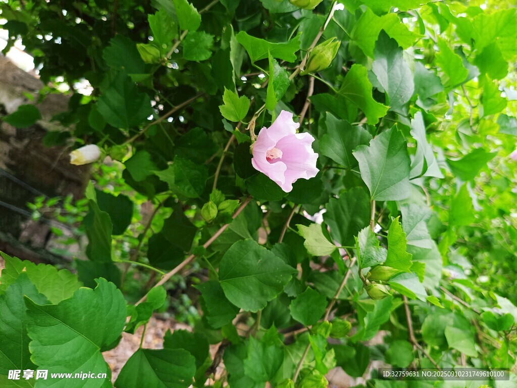 绿叶间的粉色牵牛花