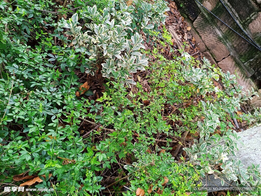 墙边繁茂绿植景观