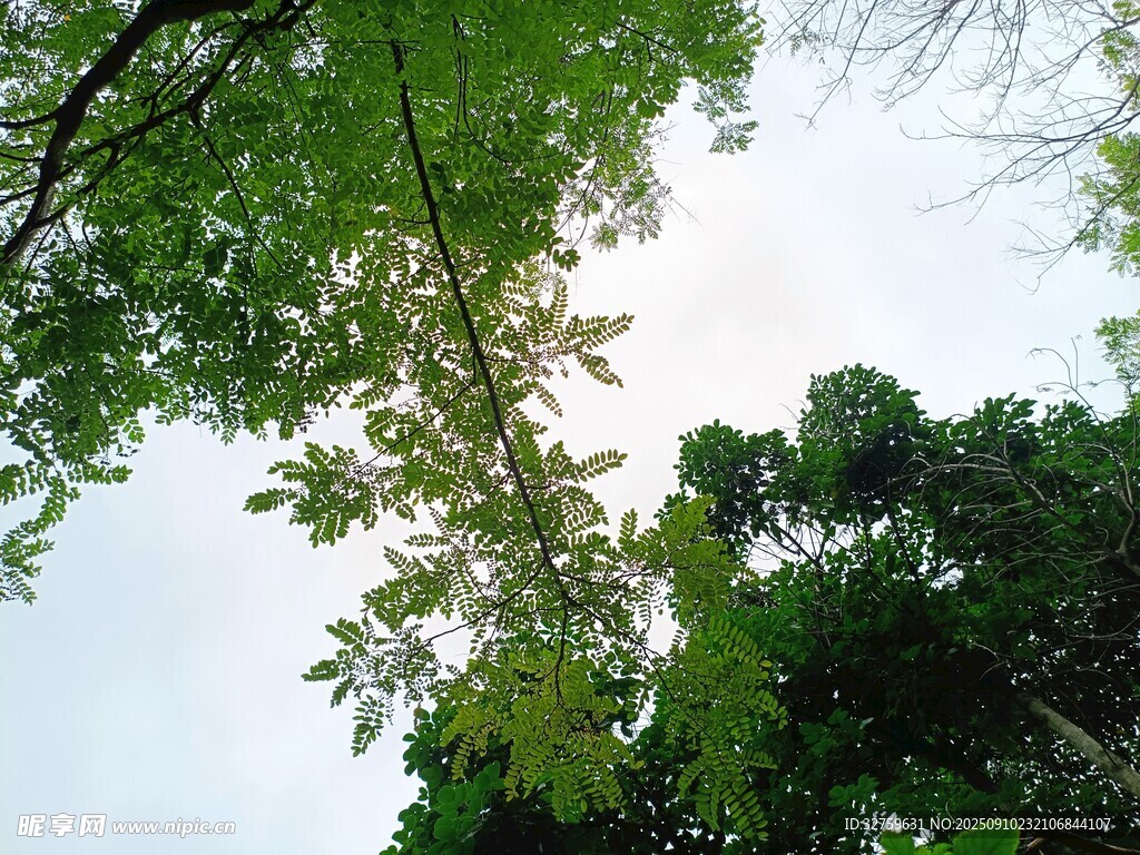 仰视葱郁树林树冠景致