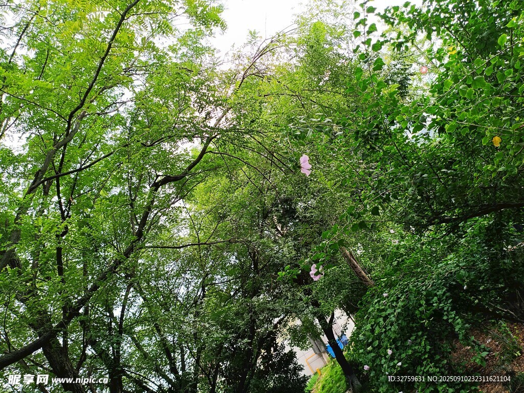 繁茂绿树景观