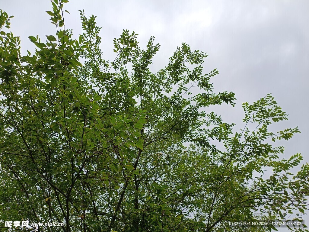 绿叶繁茂的树梢