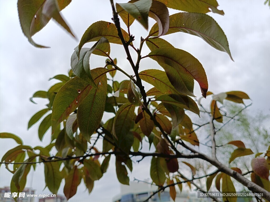 枝头绿叶与果实