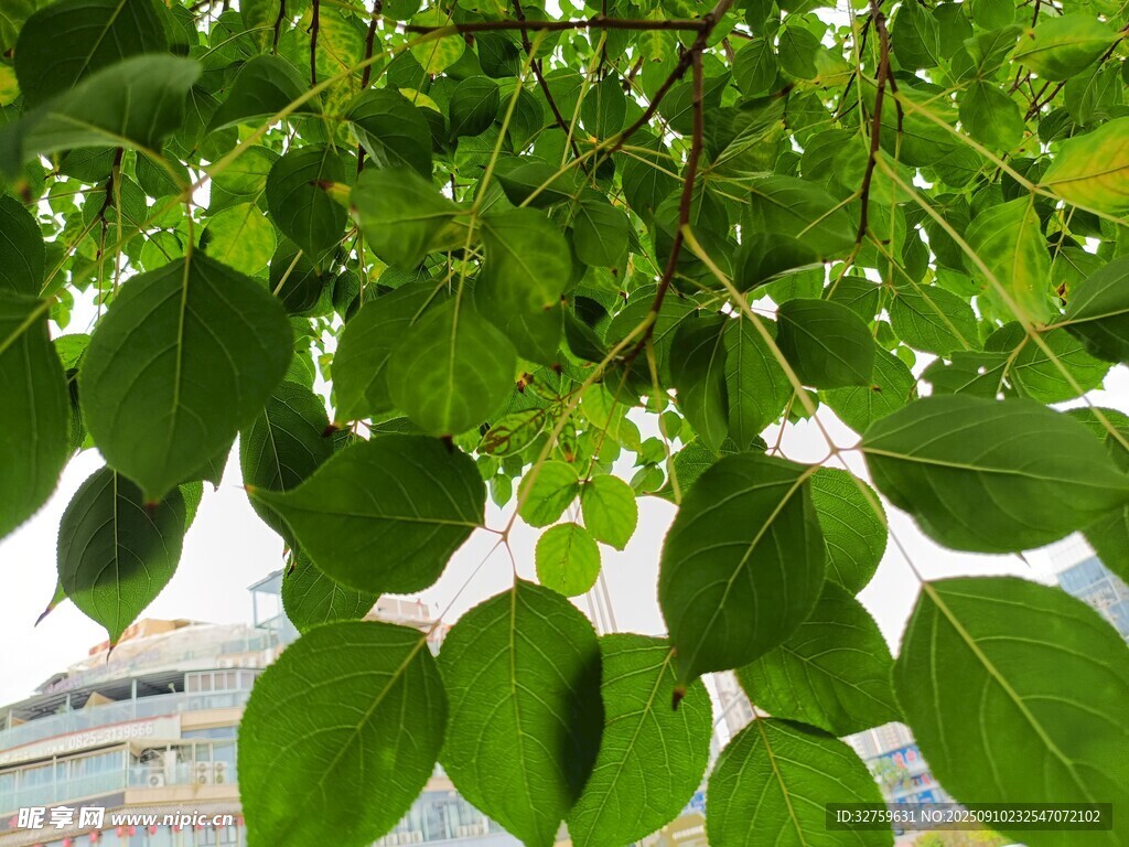 翠绿树叶垂挂生机满满