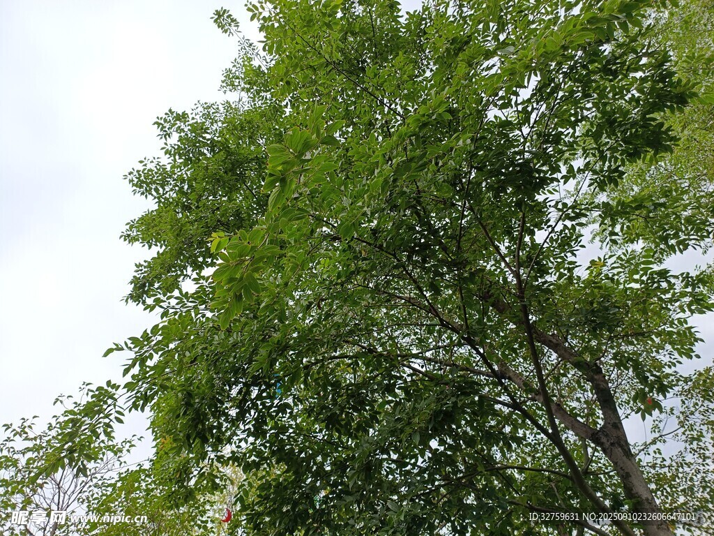 茂盛绿树 