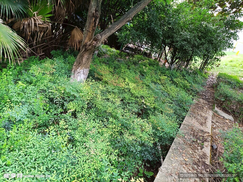 山林间的小径与繁茂植被