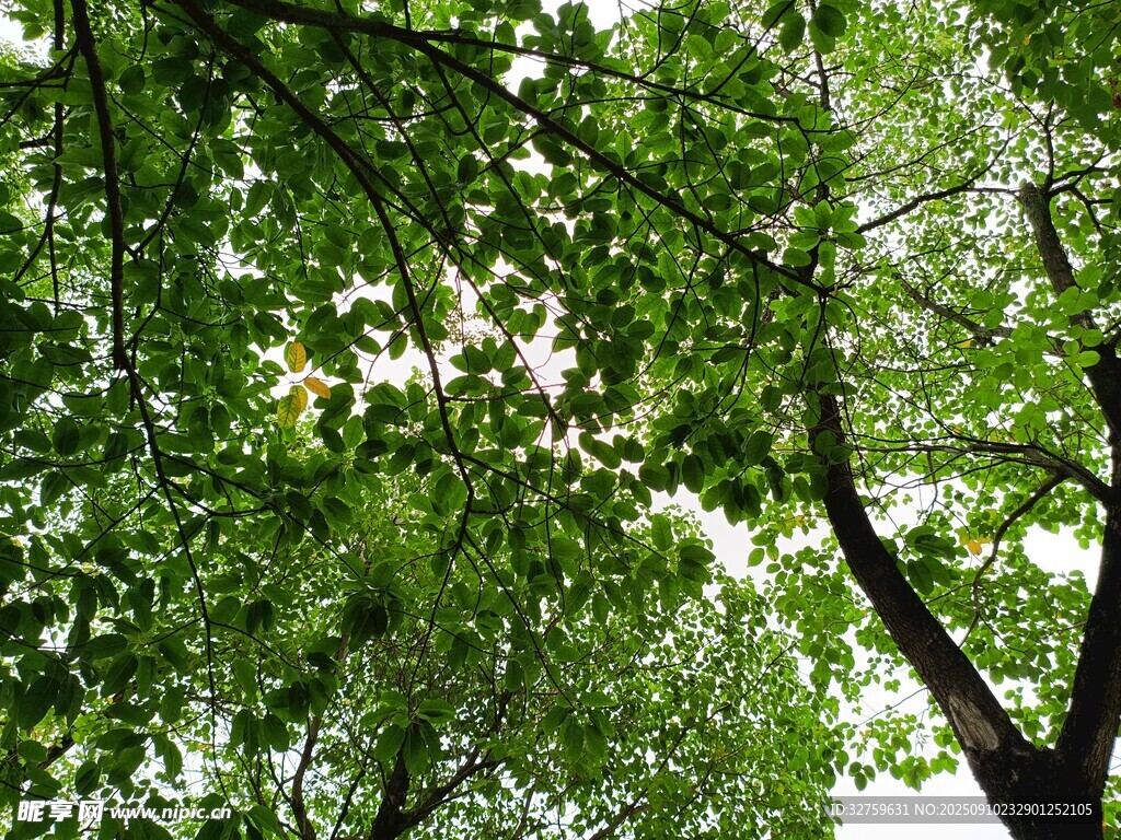 繁茂绿叶间的光影世界