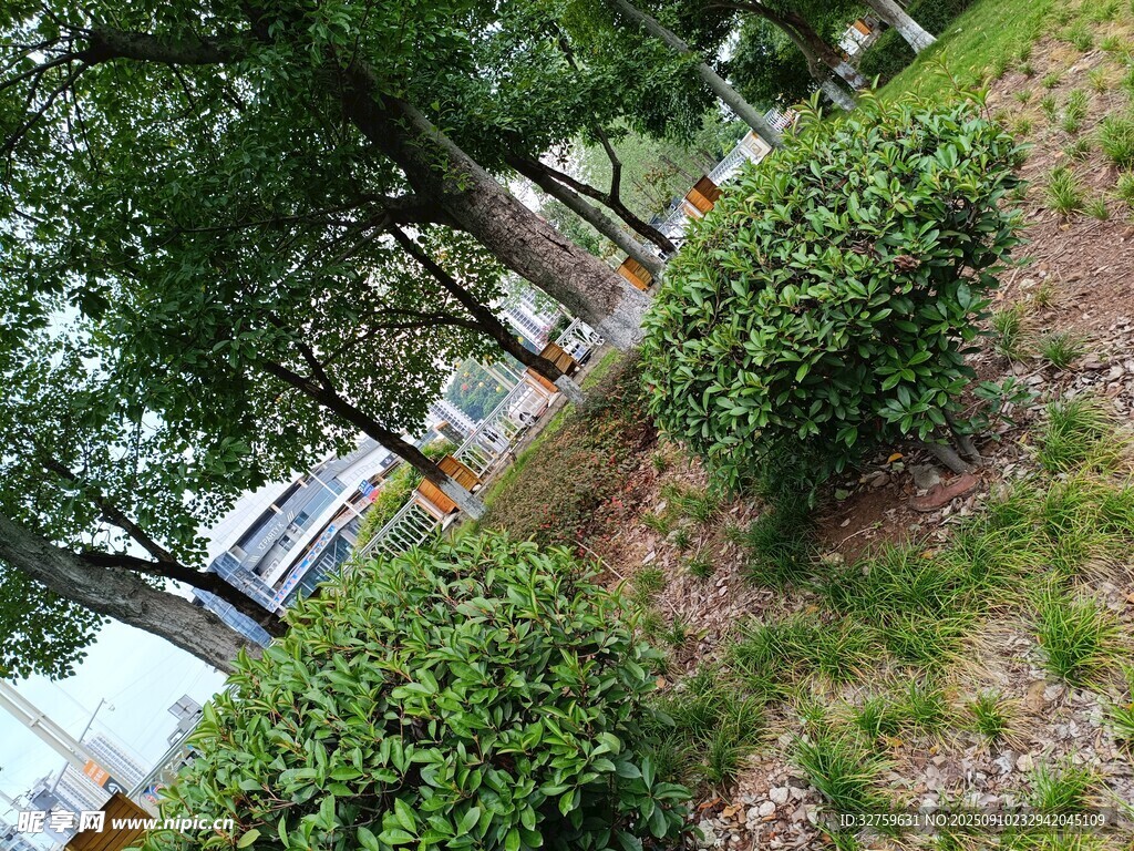 绿意盎然的户外绿植景观
